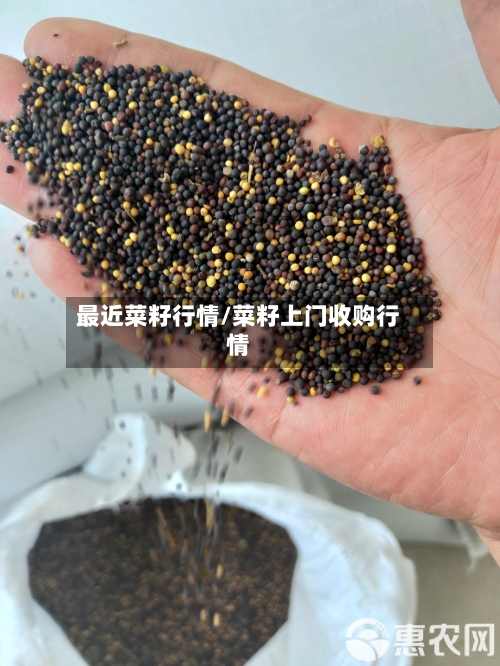 最近菜籽行情/菜籽上门收购行情