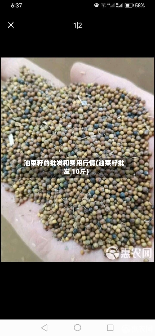 油菜籽的批发和费用行情(油菜籽批发 10斤)
