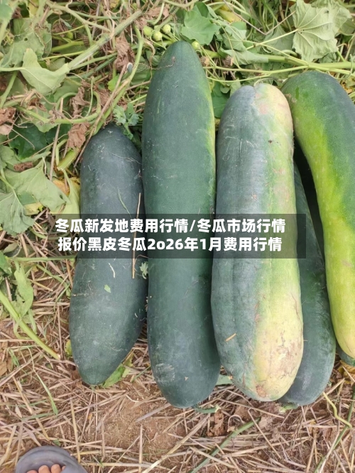 冬瓜新发地费用行情/冬瓜市场行情报价黑皮冬瓜2o26年1月费用行情