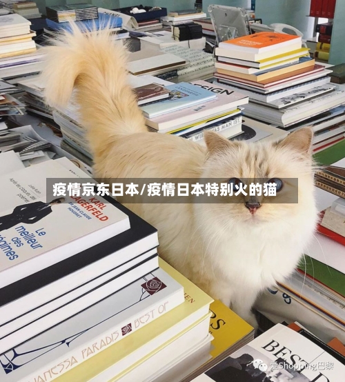 疫情京东日本/疫情日本特别火的猫