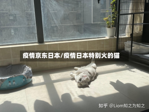 疫情京东日本/疫情日本特别火的猫-第2张图片