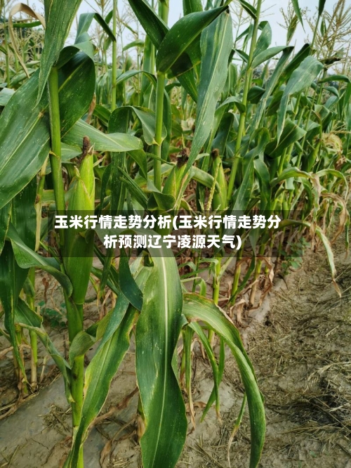 玉米行情走势分析(玉米行情走势分析预测辽宁凌源天气)-第3张图片
