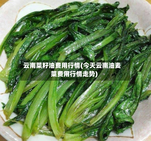 云南菜籽油费用行情(今天云南油麦菜费用行情走势)