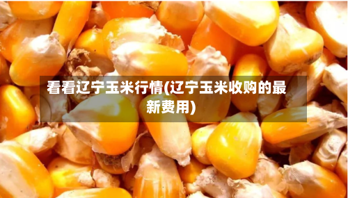 看看辽宁玉米行情(辽宁玉米收购的最新费用)-第3张图片
