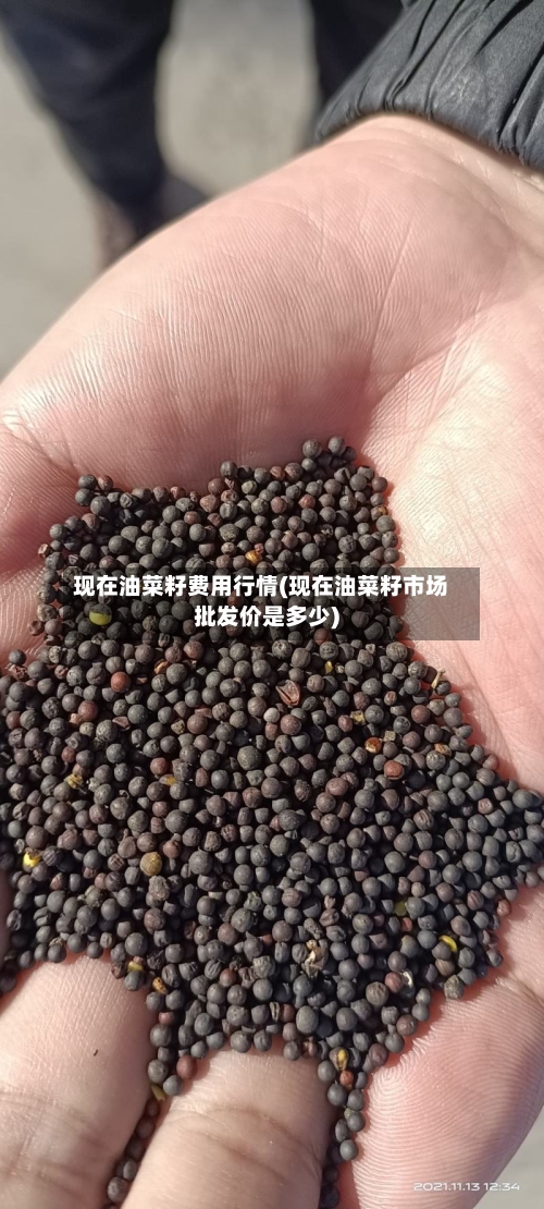 现在油菜籽费用行情(现在油菜籽市场批发价是多少)