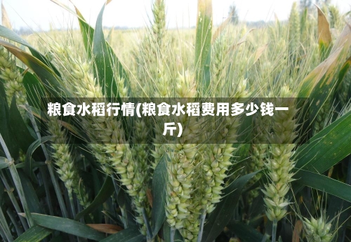粮食水稻行情(粮食水稻费用多少钱一斤)-第2张图片