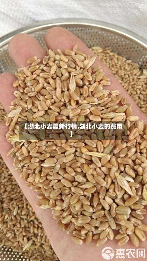 【湖北小麦最新行情,湖北小麦的费用】