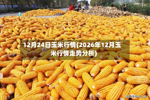 12月24日玉米行情(2026年12月玉米行情走势分析)-第2张图片