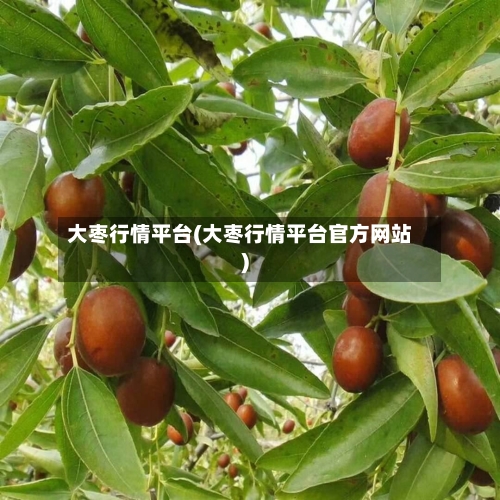 大枣行情平台(大枣行情平台官方网站)-第3张图片