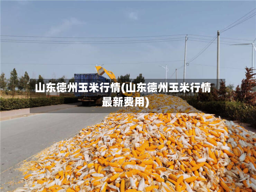 山东德州玉米行情(山东德州玉米行情最新费用)