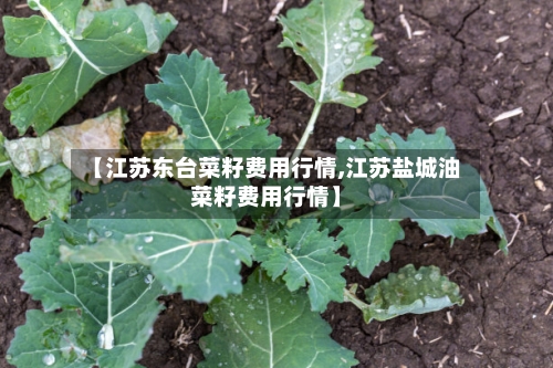 【江苏东台菜籽费用行情,江苏盐城油菜籽费用行情】