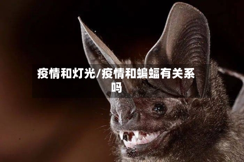 疫情和灯光/疫情和蝙蝠有关系吗-第3张图片