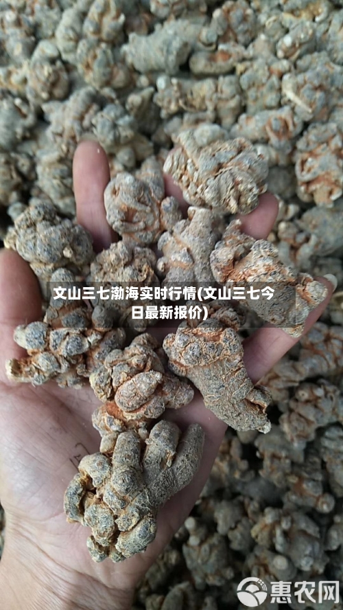 文山三七渤海实时行情(文山三七今日最新报价)