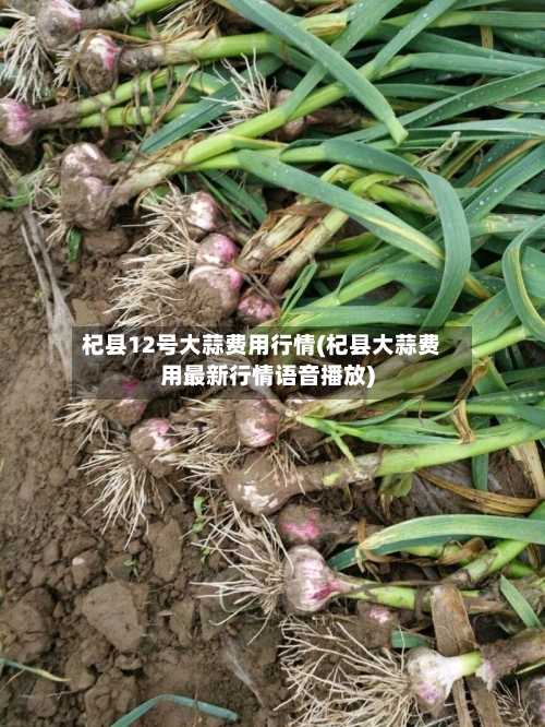 杞县12号大蒜费用行情(杞县大蒜费用最新行情语音播放)