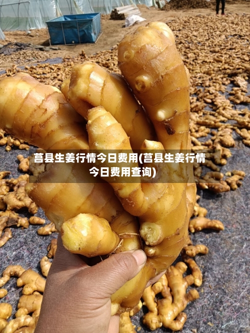 莒县生姜行情今日费用(莒县生姜行情今日费用查询)