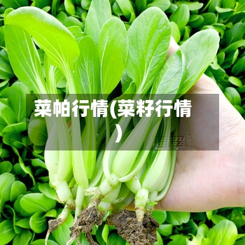 菜帕行情(菜籽行情)-第3张图片