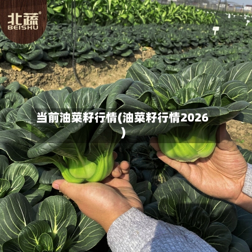 当前油菜籽行情(油菜籽行情2026)